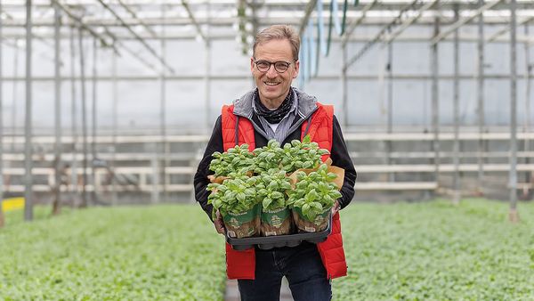 Lächelnder Mann in roter Weste hält Tablett mit Basilikumtöpfen in einem Gewächshaus voller Basilikumpflanzen aus Eigenproduktion im Hintergrund.