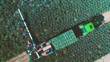 Luftaufnahme eines Traktors und mehrerer Arbeiter bei der Kohlernte aus Eigenproduktion auf einem großen Feld