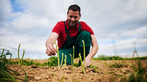 Mann in rotem Shirt und grüner Latzhose hockt und prüft junge Spargeltriebe aus Eigenproduktion auf einem Feld unter bewölktem Himmel.