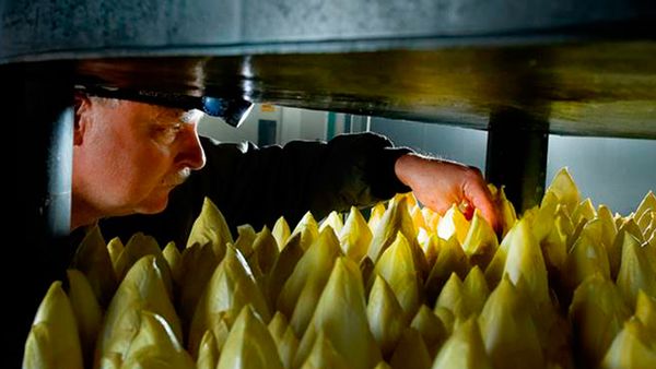 Mann überprüft Chicorée-Ernte aus Eigenproduktion in einem dunklen Raum, beleuchtet mit einer Stirnlampe.