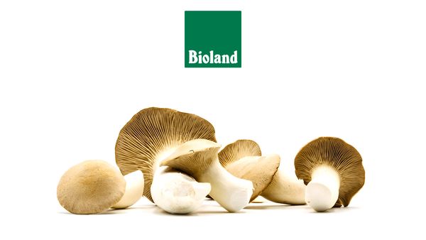 Fünf Bio Pilze mit Bioland Siegel nebeneinander angerichtet