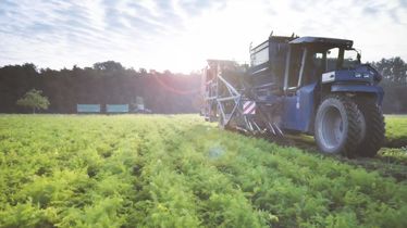 Traktor auf einem großen Gemüsefeld bei der Möhrenernte von Möhren aus Eigenproduktion