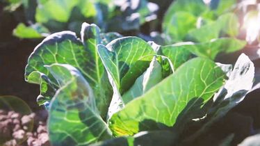 Nahaufnahme von Kohlpflanzen aus Eigenproduktion im Feld bei Sonnenlicht